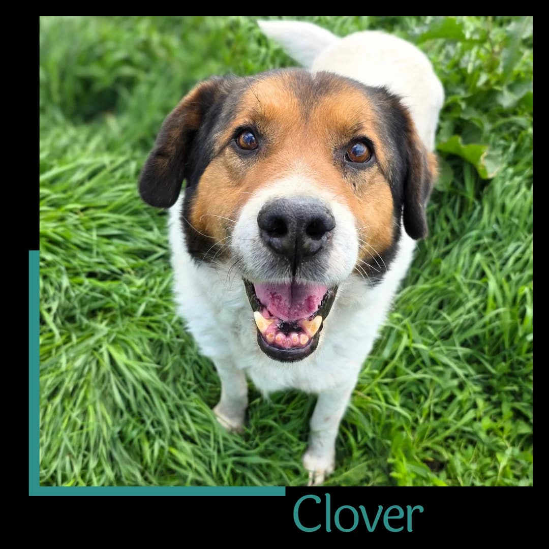 Clover, male 4yo Mixed Breed for adoption at Tiernothilfe Zweite Chance e.V., Bitterfeld - Wolfen