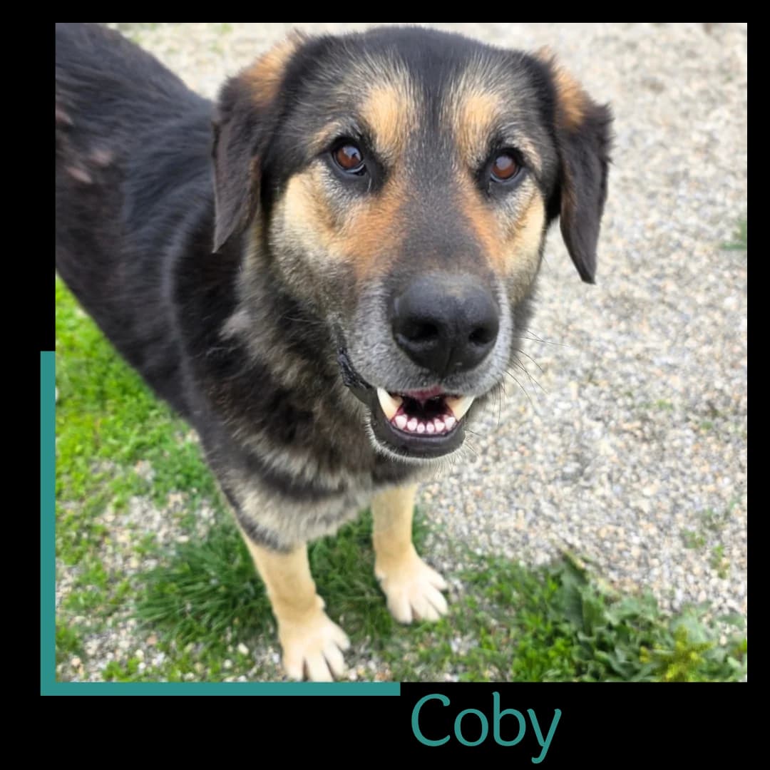 Coby, male 3yo Mixed Breed for adoption at Tiernothilfe Zweite Chance e.V., Bitterfeld - Wolfen