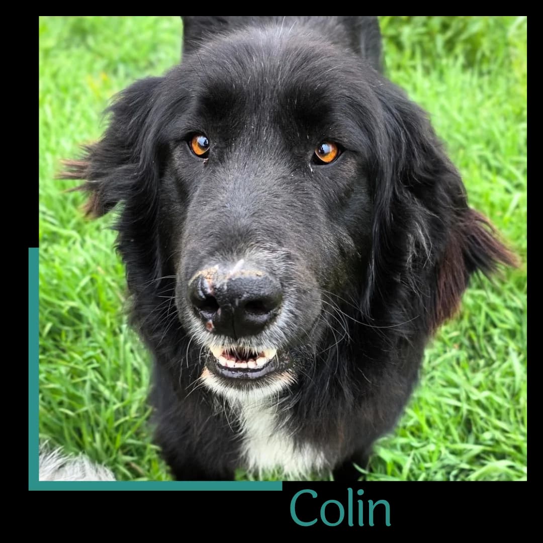 Colin, male young Mixed Breed for adoption at Tiernothilfe Zweite Chance e.V., Bitterfeld - Wolfen