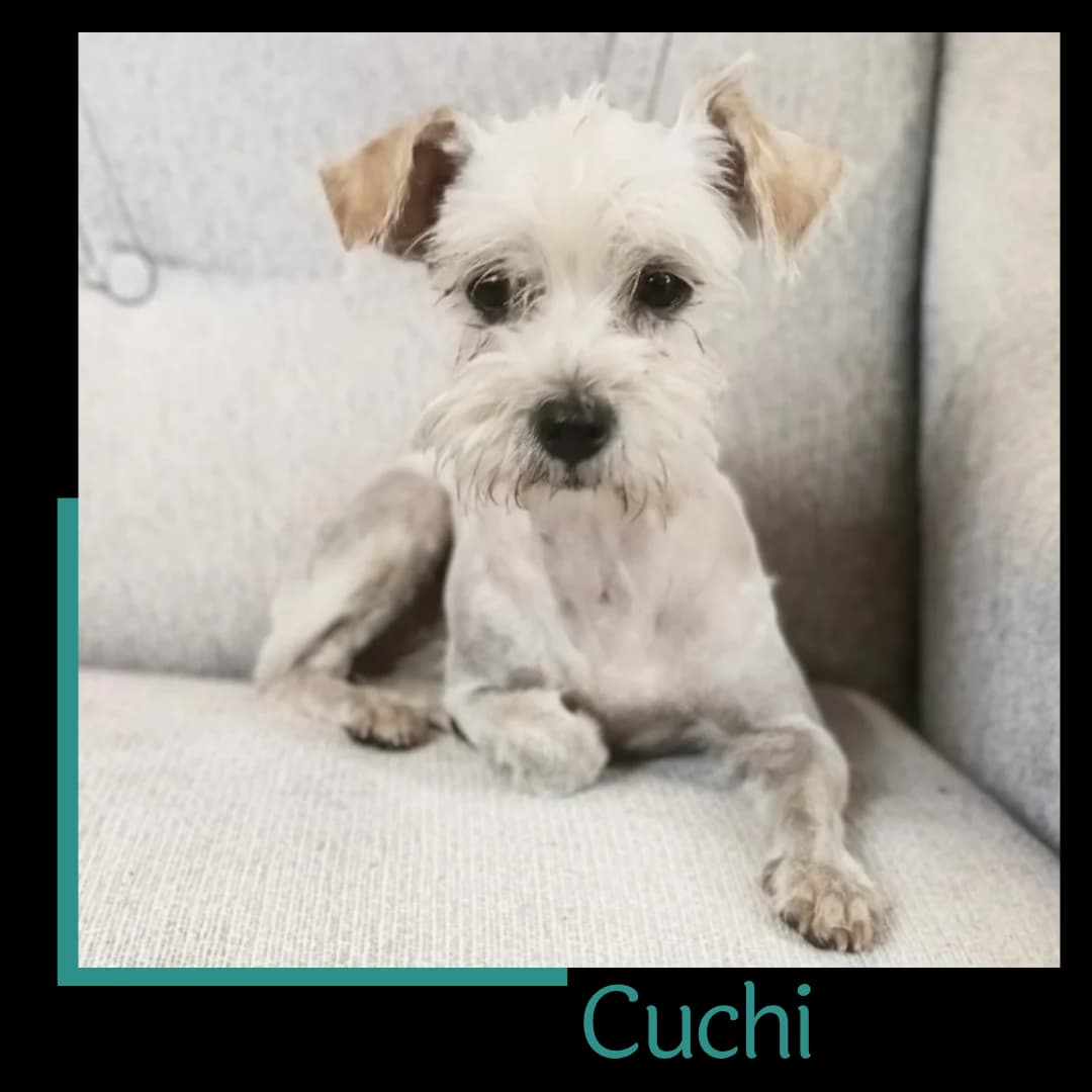 Cuchi, female Mixed Breed for adoption at Tiernothilfe Zweite Chance e.V., Bitterfeld - Wolfen