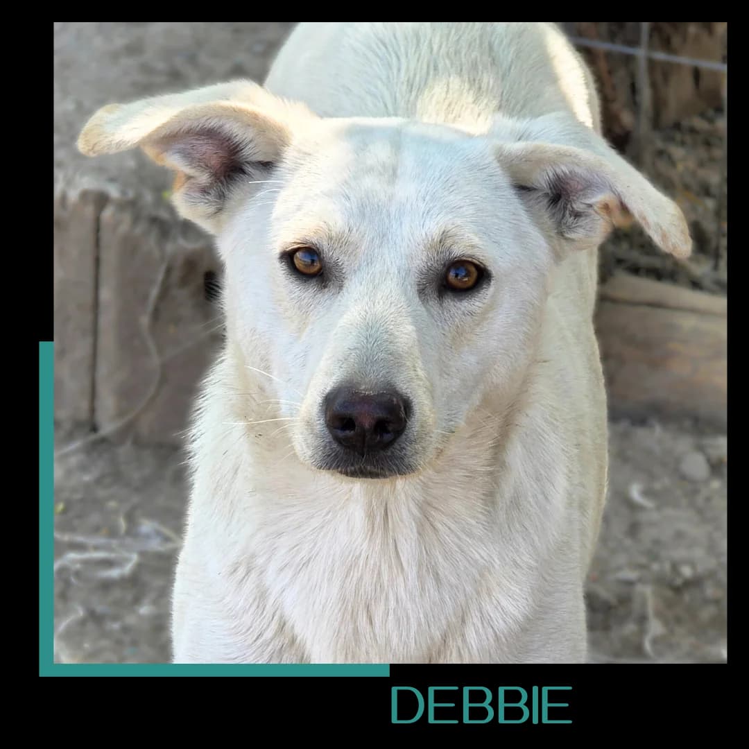 Debbie, female young Mixed Breed for adoption at Tiernothilfe Zweite Chance e.V., Bitterfeld - Wolfen