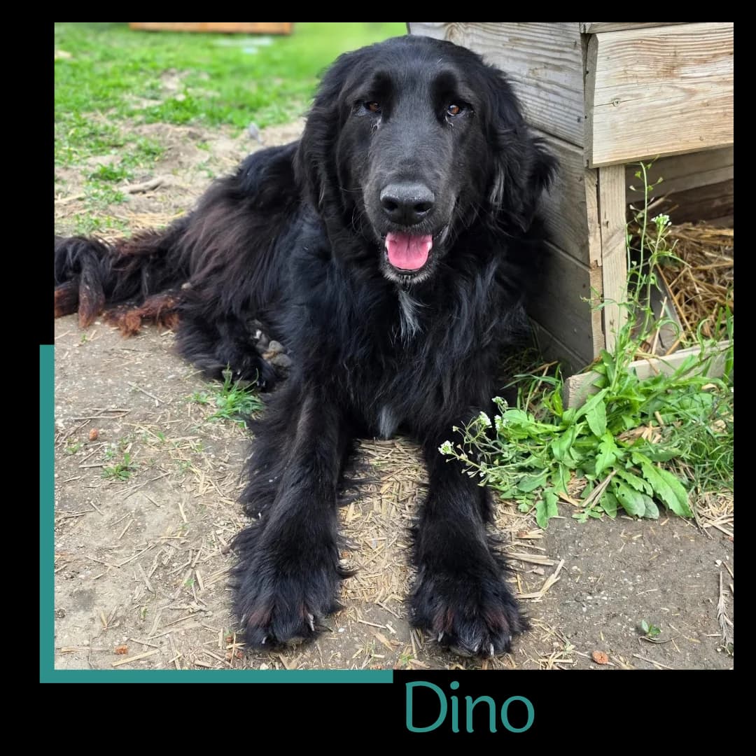 Dino, male young Mixed Breed for adoption at Tiernothilfe Zweite Chance e.V., Bitterfeld - Wolfen