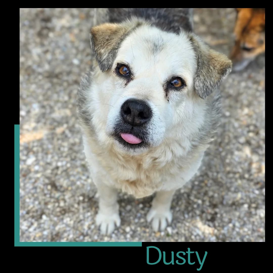 Dusty, male senior Mixed Breed for adoption at Tiernothilfe Zweite Chance e.V., Bitterfeld - Wolfen
