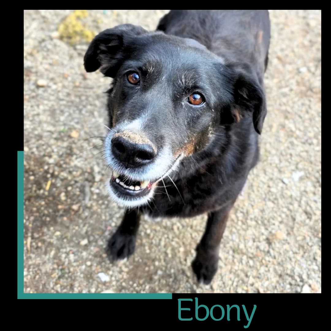 Ebony, female senior Mixed Breed for adoption at Tiernothilfe Zweite Chance e.V., Bitterfeld - Wolfen