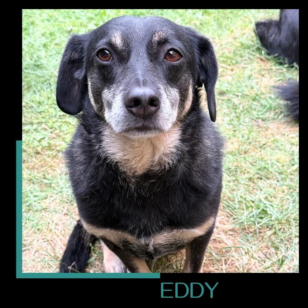 Eddy, male senior Mixed Breed for adoption at Tiernothilfe Zweite Chance e.V., Bitterfeld - Wolfen