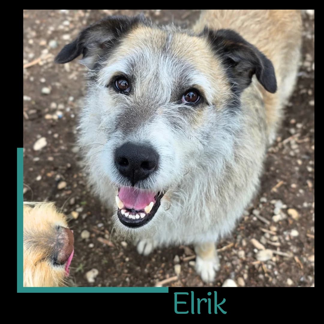 Elrik, male 7yo Mixed Breed for adoption at Tiernothilfe Zweite Chance e.V., Bitterfeld - Wolfen