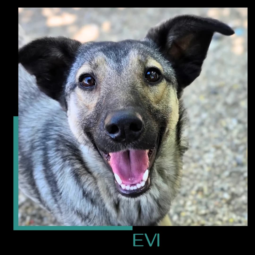 Evi, female young Mixed Breed for adoption at Tiernothilfe Zweite Chance e.V., Bitterfeld - Wolfen