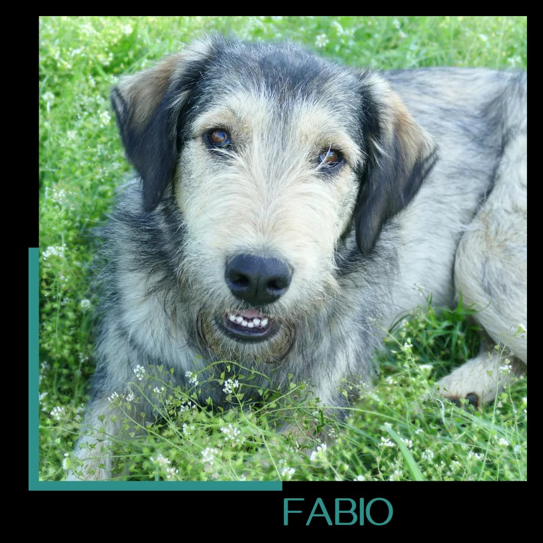 Fabio, male young Mixed Breed for adoption at Tiernothilfe Zweite Chance e.V., Bitterfeld - Wolfen