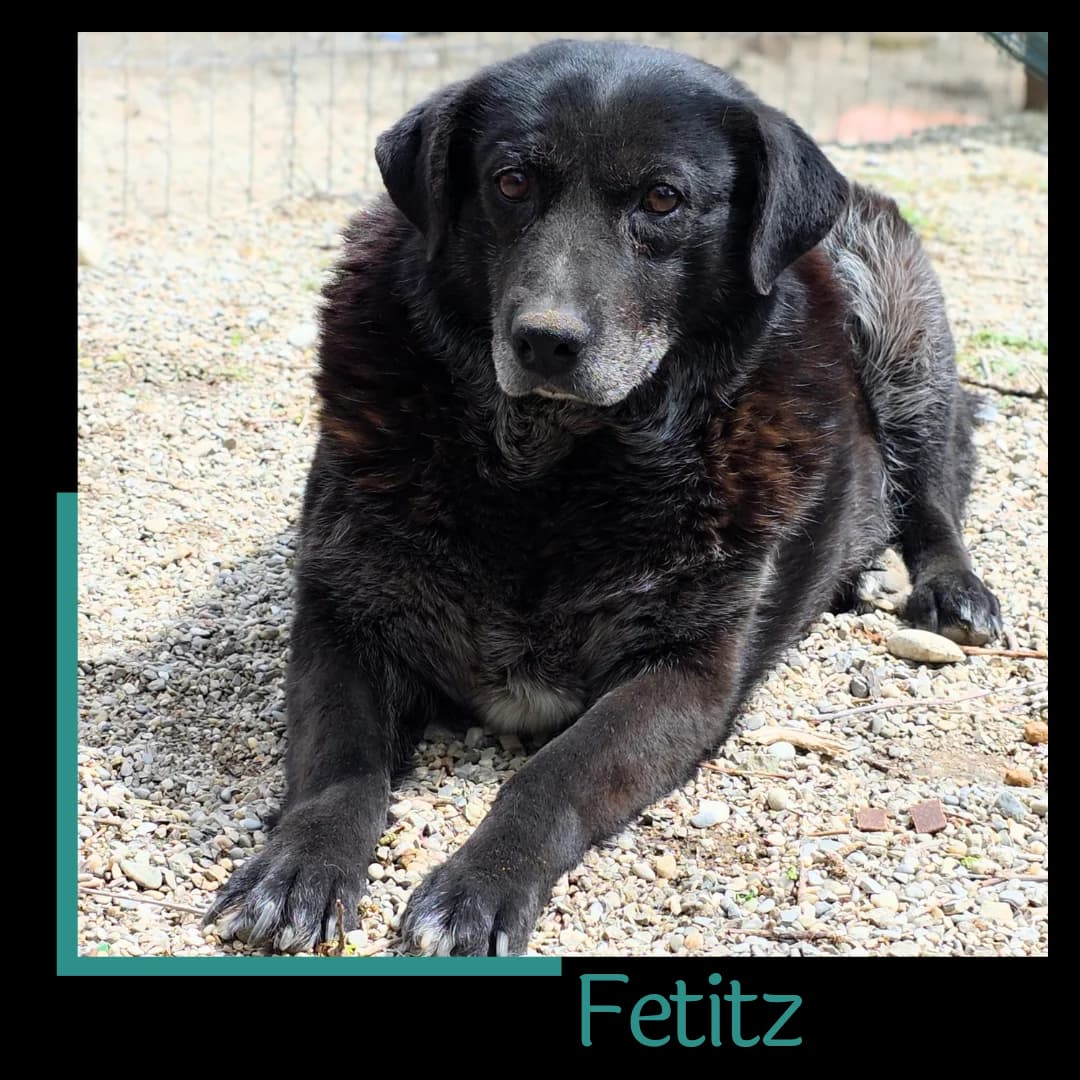 Fetitz, female senior Mixed Breed for adoption at Tiernothilfe Zweite Chance e.V., Bitterfeld - Wolfen