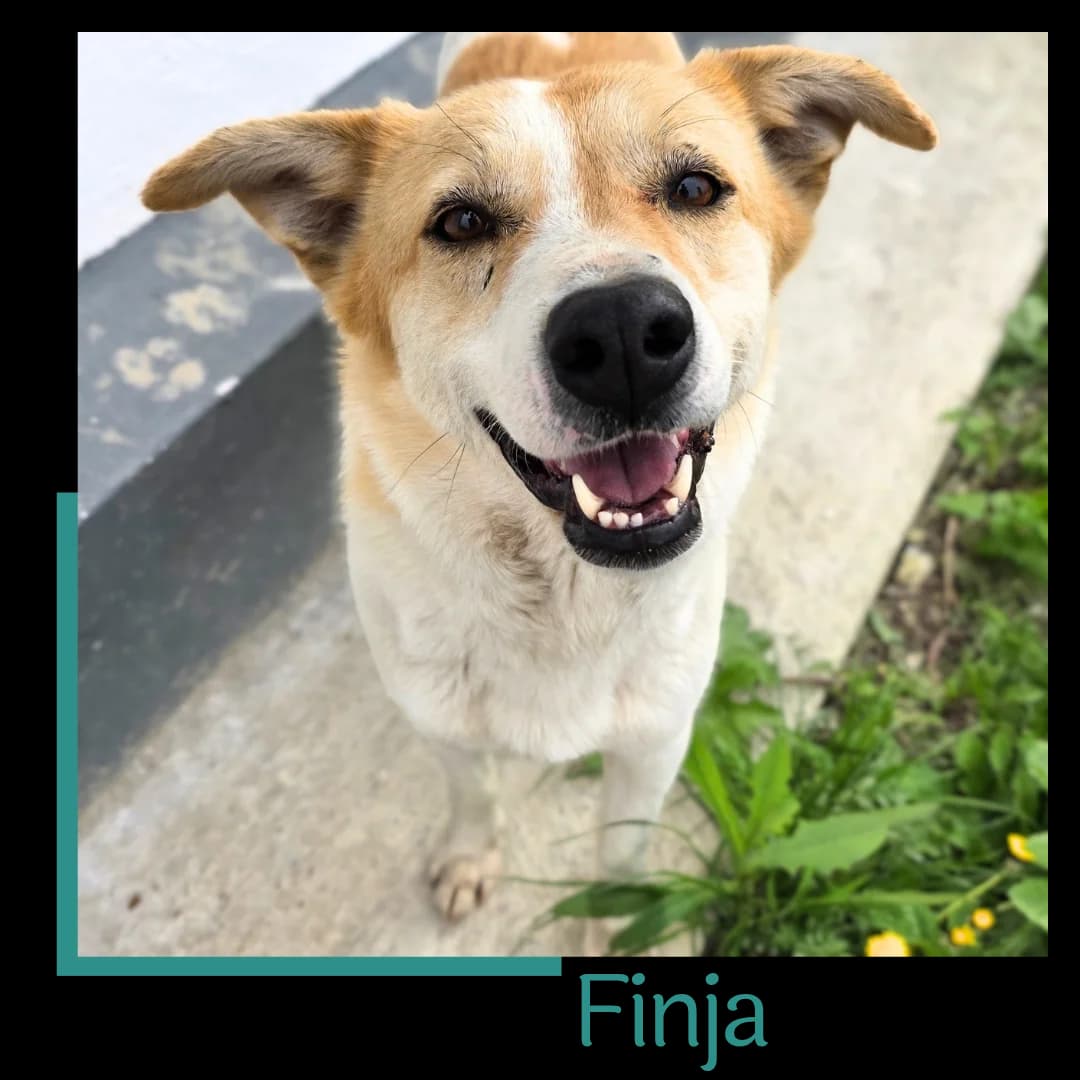 Finja, female 6yo Mixed Breed for adoption at Tiernothilfe Zweite Chance e.V., Bitterfeld - Wolfen