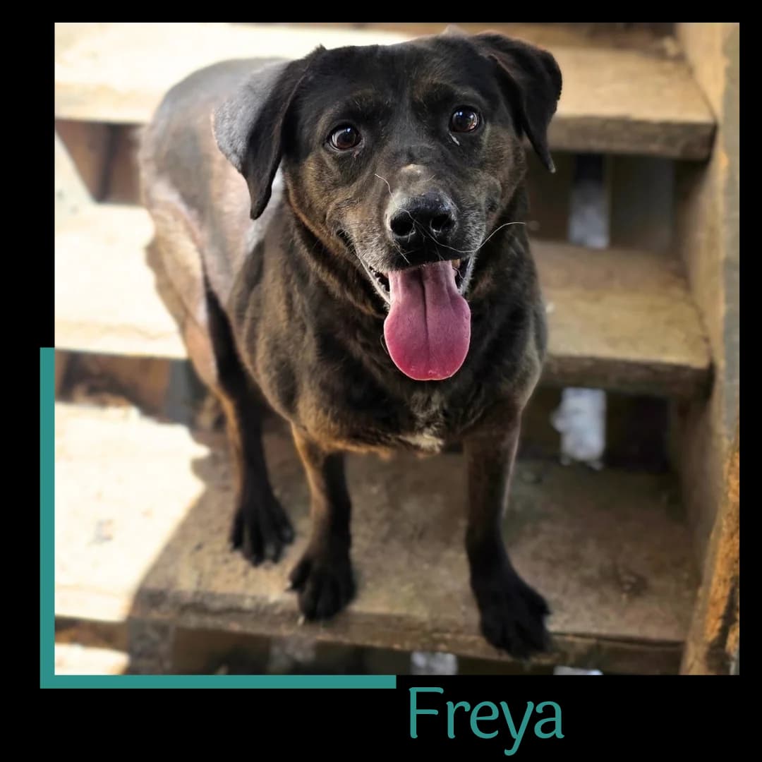 Freya, female 6yo Mixed Breed for adoption at Tiernothilfe Zweite Chance e.V., Bitterfeld - Wolfen