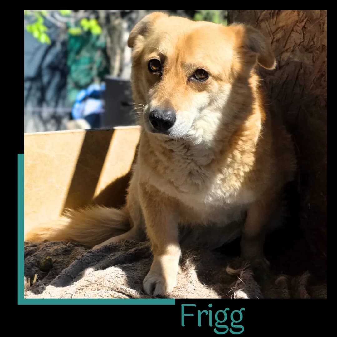 FRIGG, female 6yo Mixed Breed for adoption at Tiernothilfe Zweite Chance e.V., Bitterfeld - Wolfen