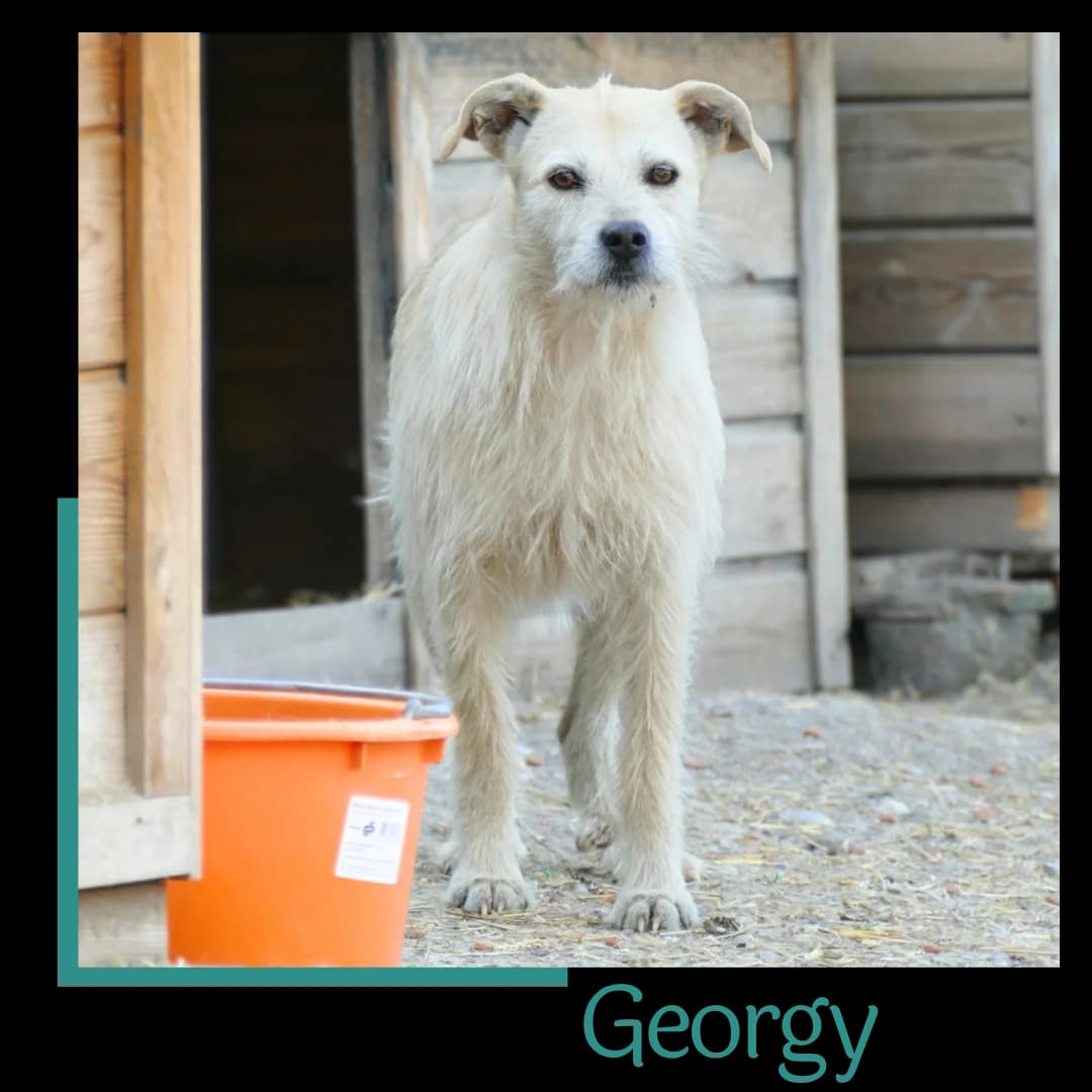 GEORGY, female 6yo Mixed Breed for adoption at Tiernothilfe Zweite Chance e.V., Bitterfeld - Wolfen