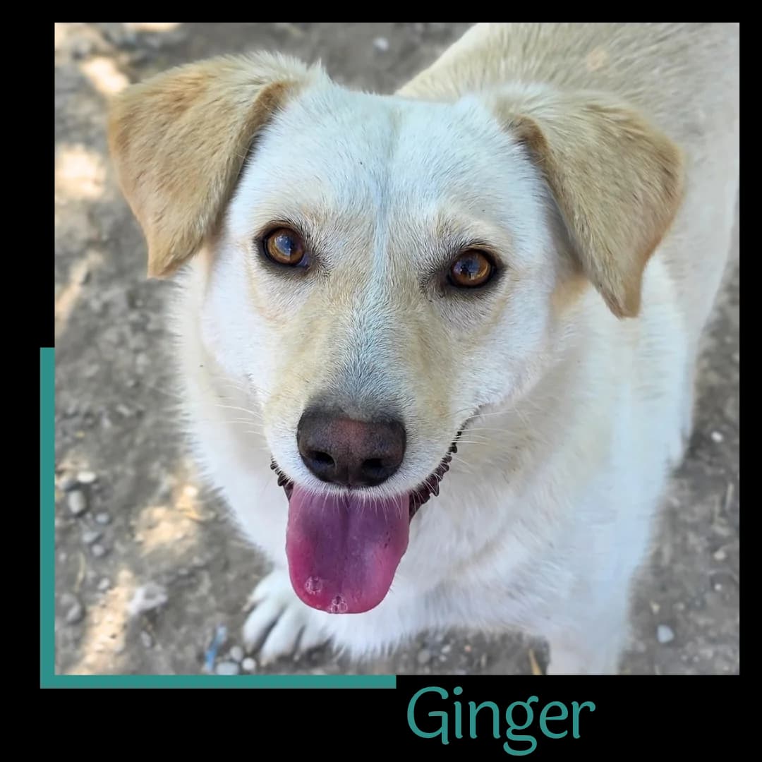 Ginger, female 3yo Mixed Breed for adoption at Tiernothilfe Zweite Chance e.V., Bitterfeld - Wolfen