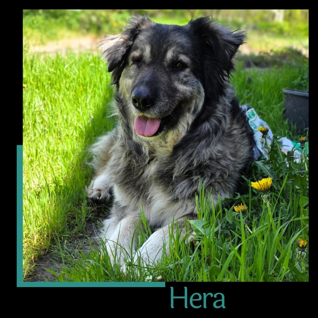 Hera, female 7yo Mixed Breed for adoption at Tiernothilfe Zweite Chance e.V., Bitterfeld - Wolfen