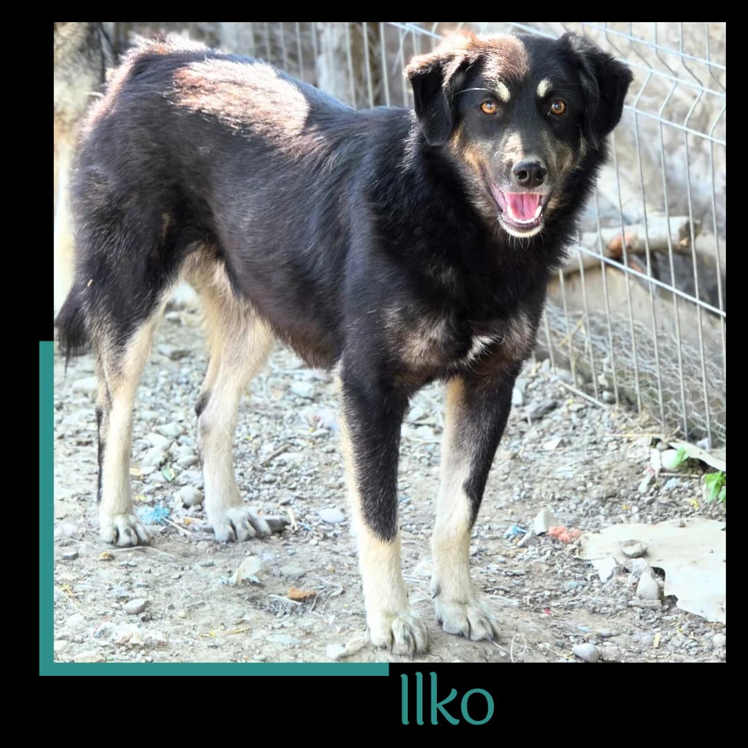 Ilko, male young Mixed Breed for adoption at Tiernothilfe Zweite Chance e.V., Bitterfeld - Wolfen