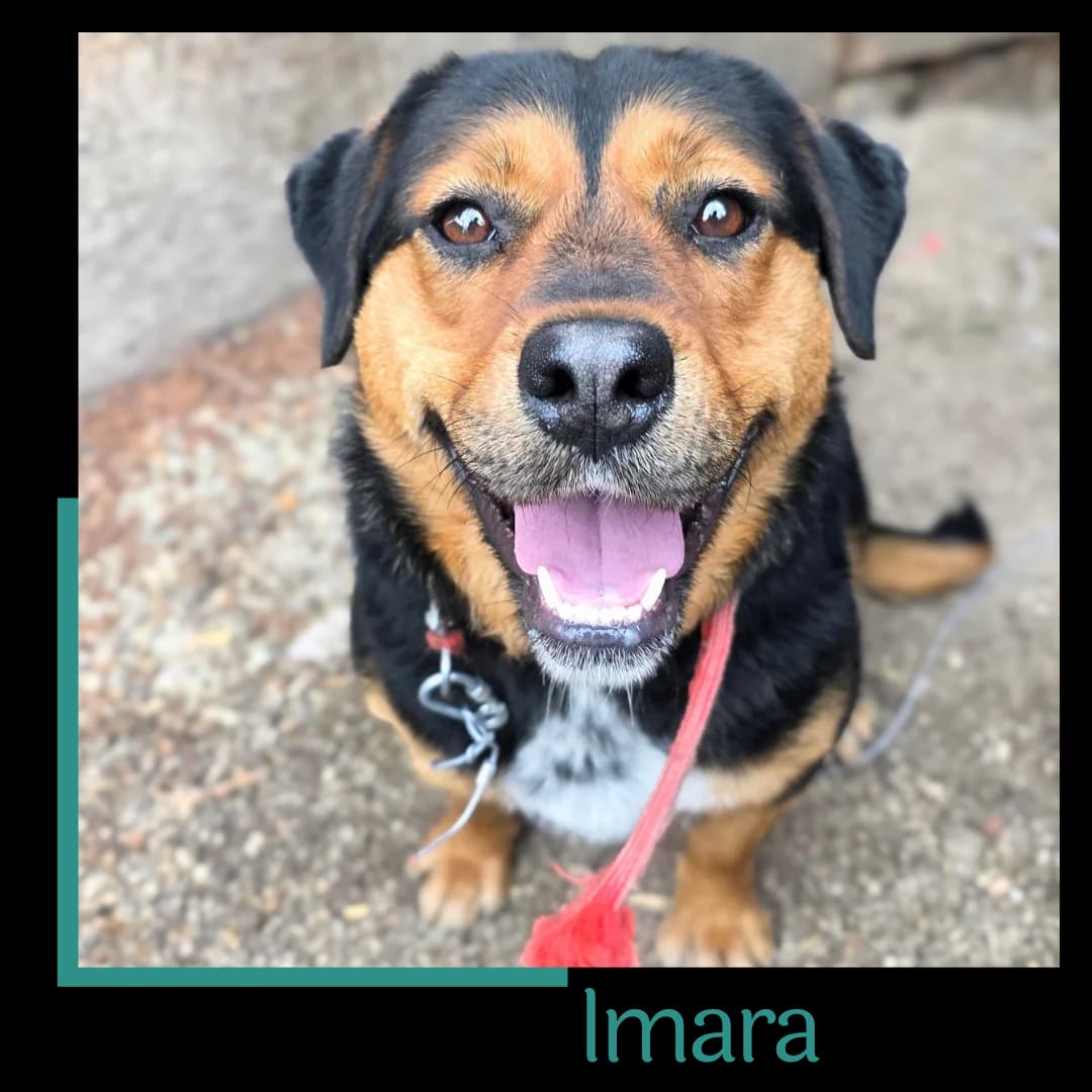 Imara, female young Mixed Breed for adoption at Tiernothilfe Zweite Chance e.V., Bitterfeld - Wolfen