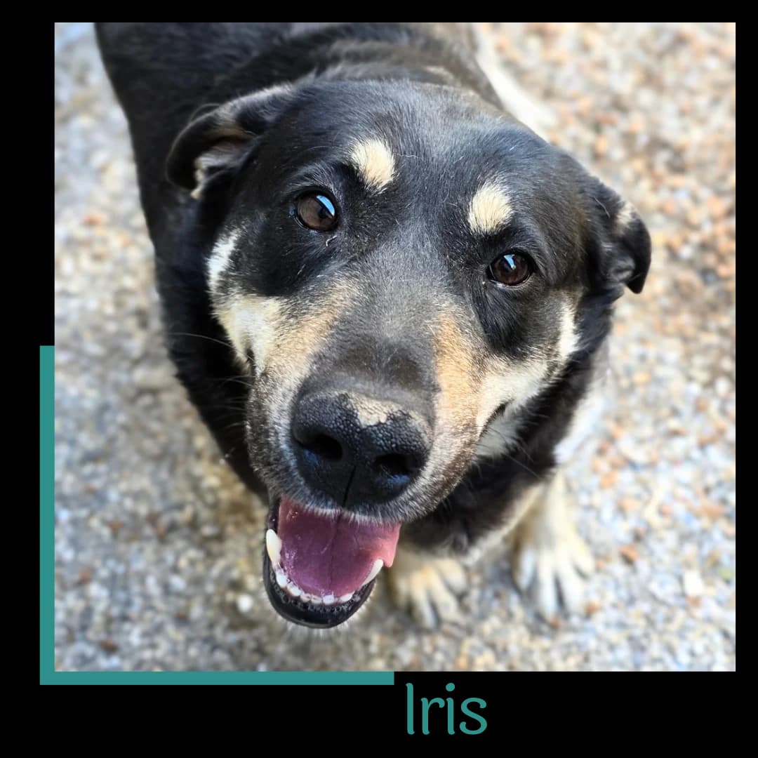 Iris, female 4yo Mixed Breed for adoption at Tiernothilfe Zweite Chance e.V., Bitterfeld - Wolfen
