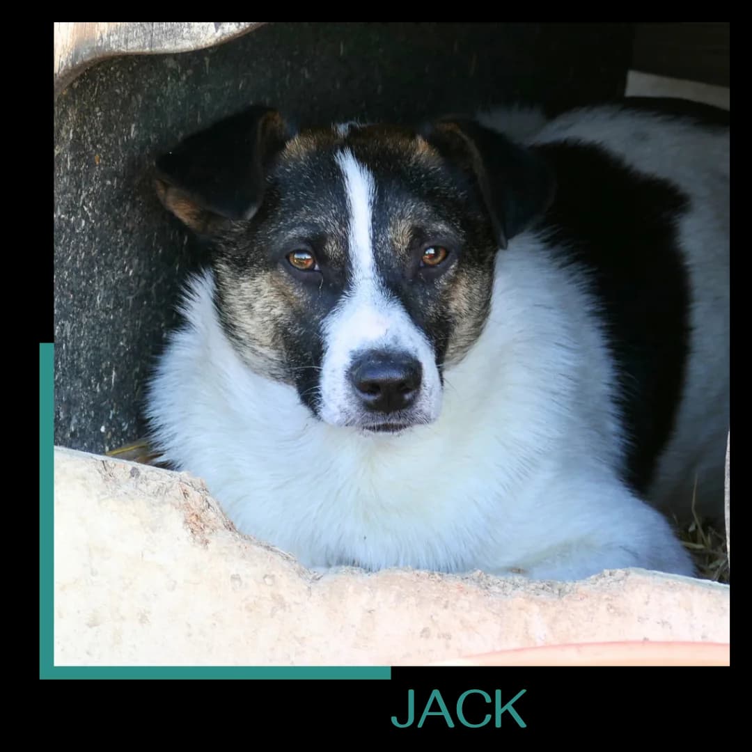 JACK, male Mixed Breed for adoption at Tiernothilfe Zweite Chance e.V., Bitterfeld - Wolfen
