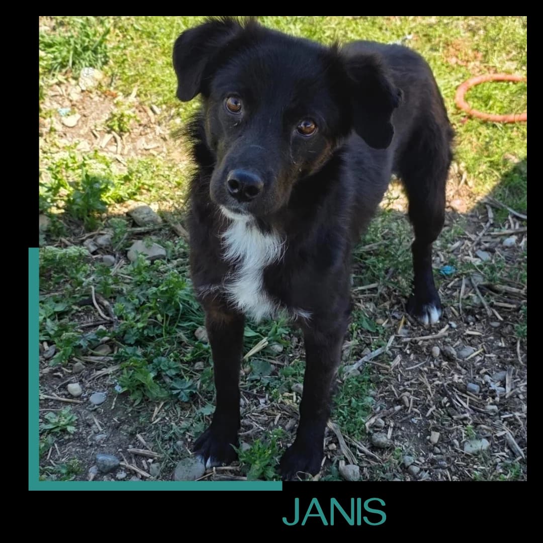Janis, male young Mixed Breed for adoption at Tiernothilfe Zweite Chance e.V., Bitterfeld - Wolfen