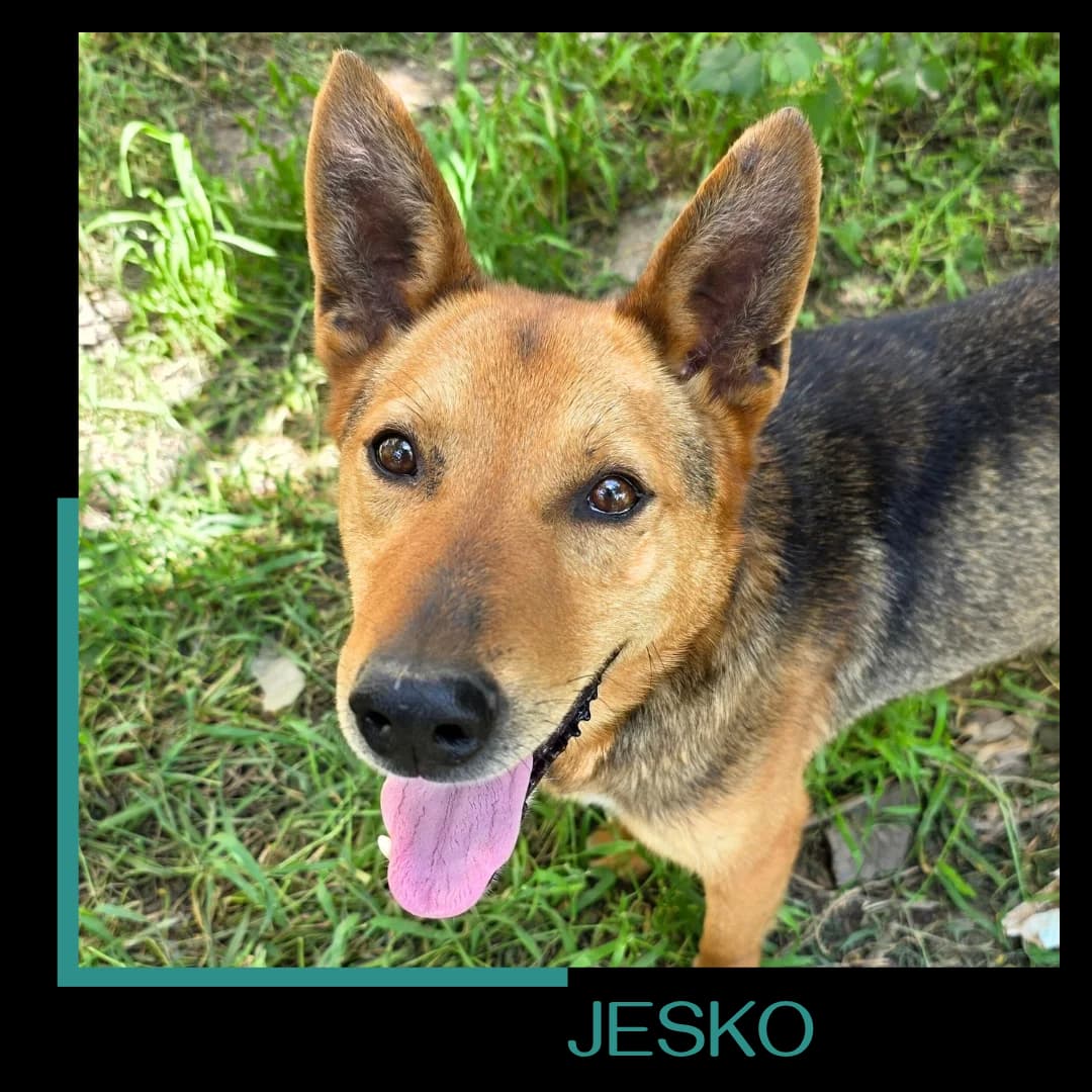Jesko, male 3yo Mixed Breed for adoption at Tiernothilfe Zweite Chance e.V., Bitterfeld - Wolfen