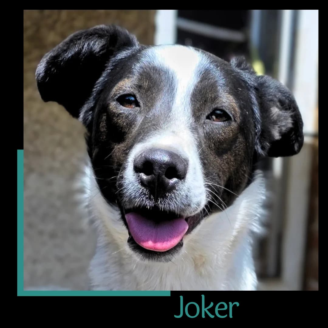 Joker, male young Mixed Breed for adoption at Tiernothilfe Zweite Chance e.V., Bitterfeld - Wolfen