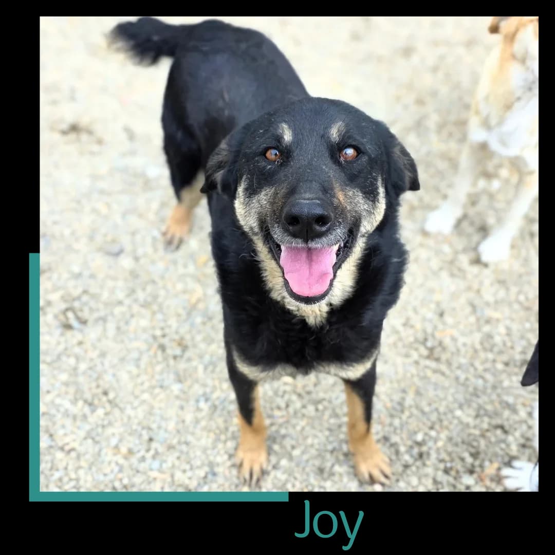 Joy, female 4yo Mixed Breed for adoption at Tiernothilfe Zweite Chance e.V., Bitterfeld - Wolfen