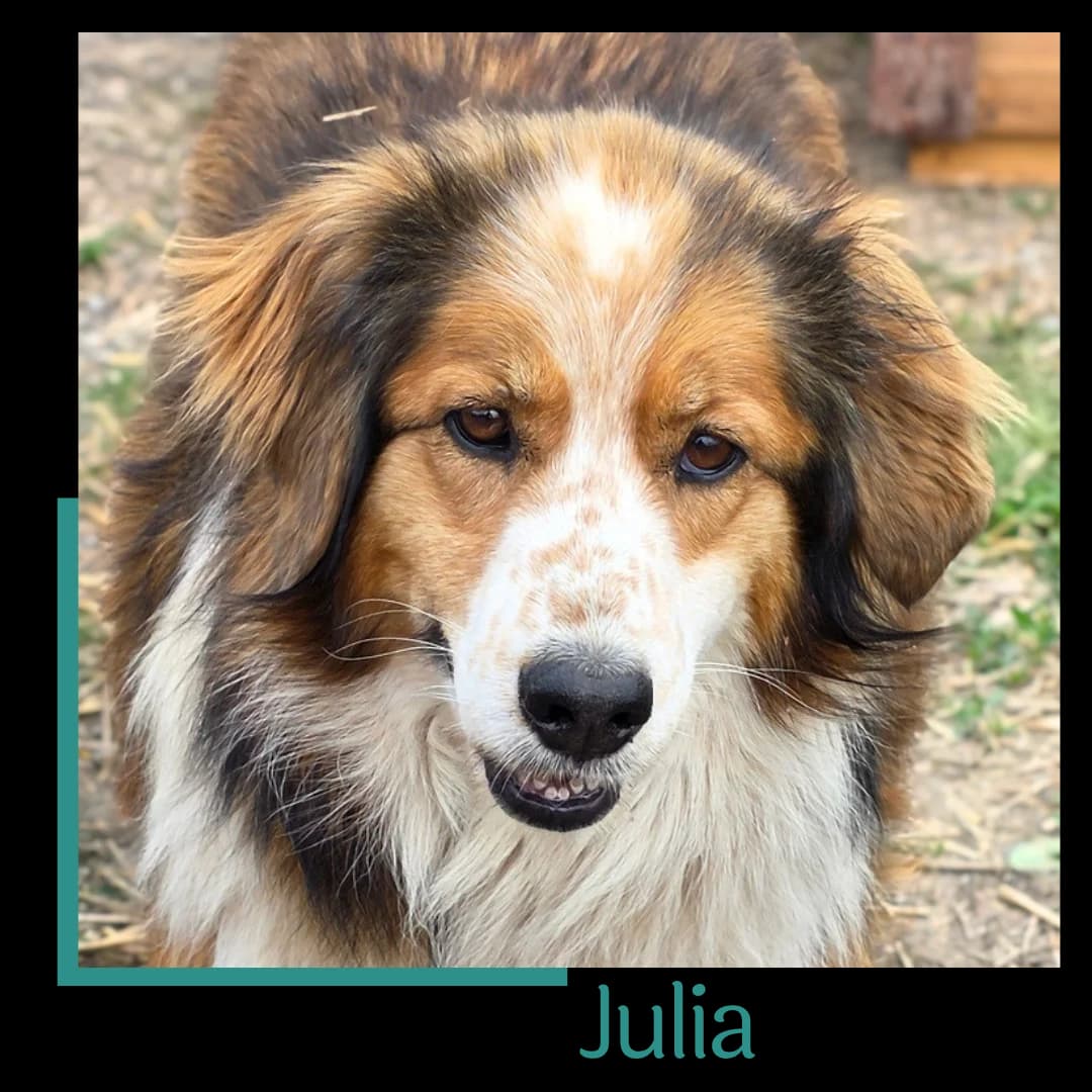 Julia, female 6yo Mixed Breed for adoption at Tiernothilfe Zweite Chance e.V., Bitterfeld - Wolfen