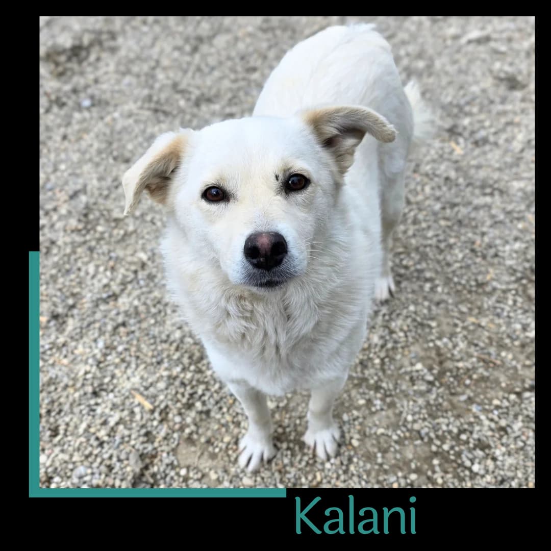 Kalani, female 3yo Mixed Breed for adoption at Tiernothilfe Zweite Chance e.V., Bitterfeld - Wolfen