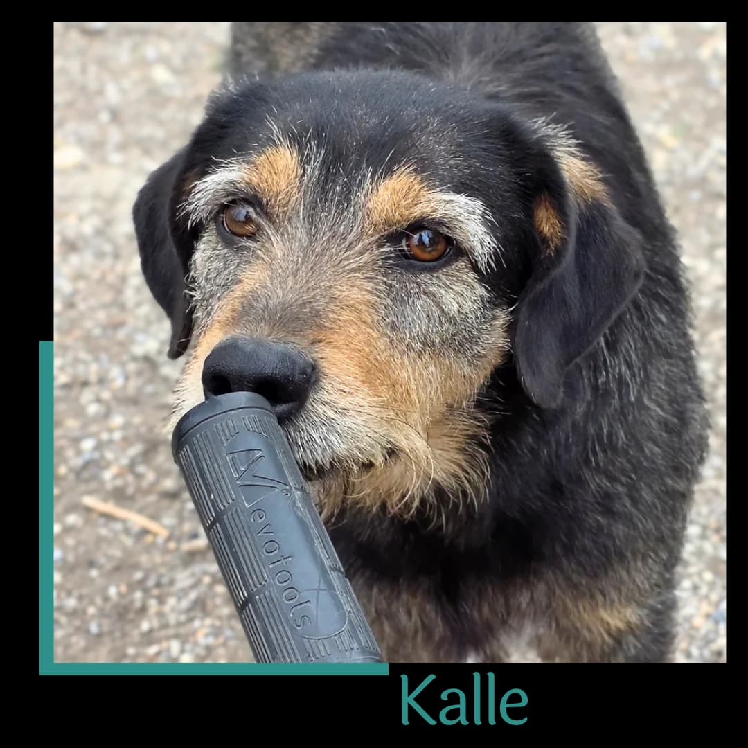 Kalle, male 4yo Mixed Breed for adoption at Tiernothilfe Zweite Chance e.V., Bitterfeld - Wolfen