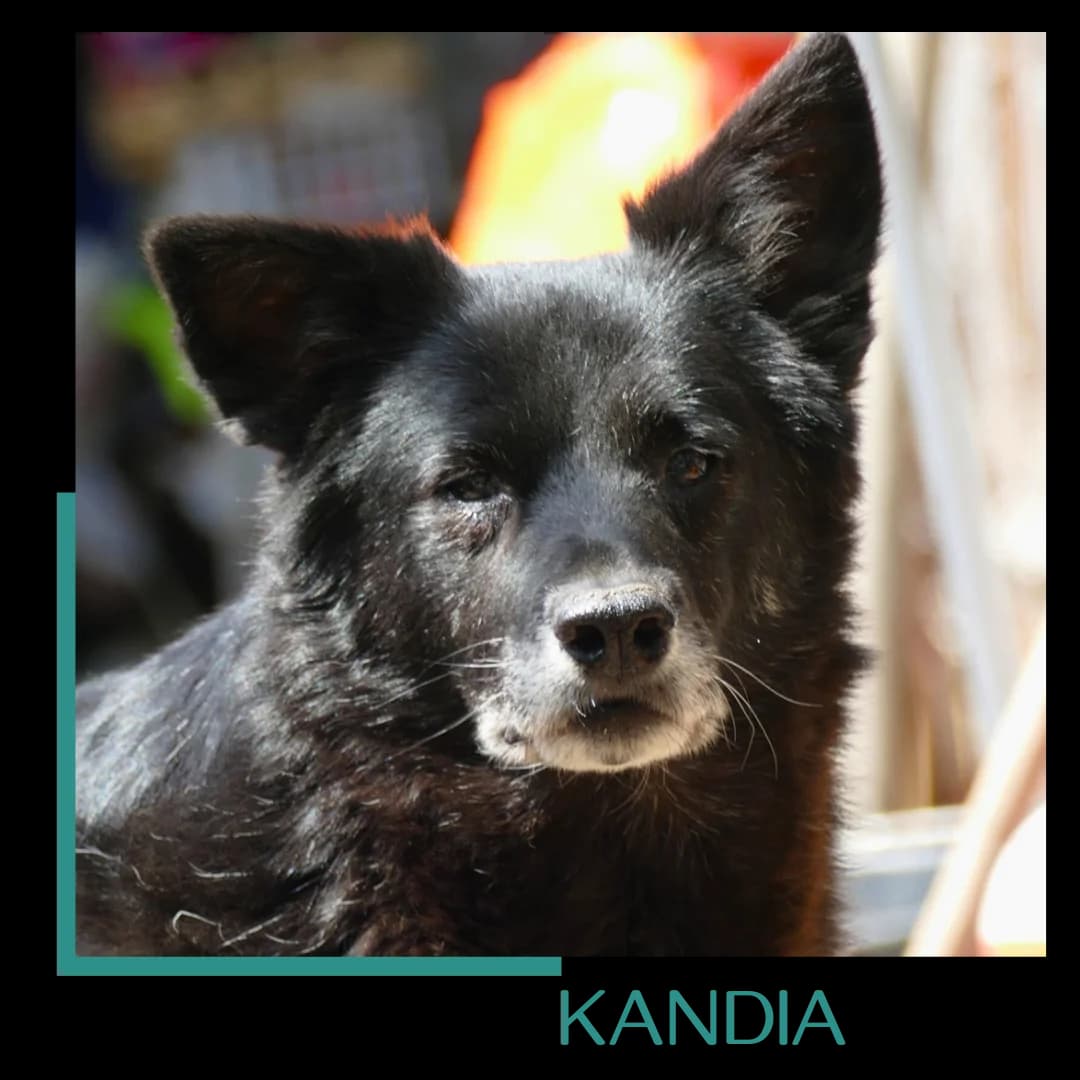 Kandia, female senior Mixed Breed for adoption at Tiernothilfe Zweite Chance e.V., Bitterfeld - Wolfen