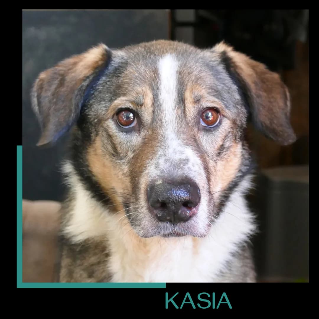 Kasia, female senior Mixed Breed for adoption at Tiernothilfe Zweite Chance e.V., Bitterfeld - Wolfen
