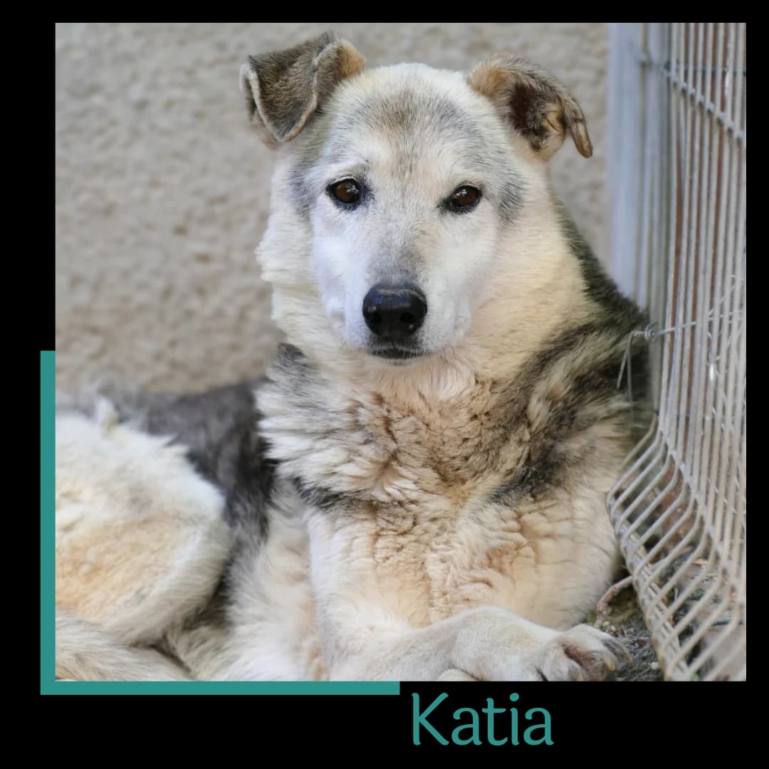 Katia, female senior Mixed Breed for adoption at Tiernothilfe Zweite Chance e.V., Bitterfeld - Wolfen