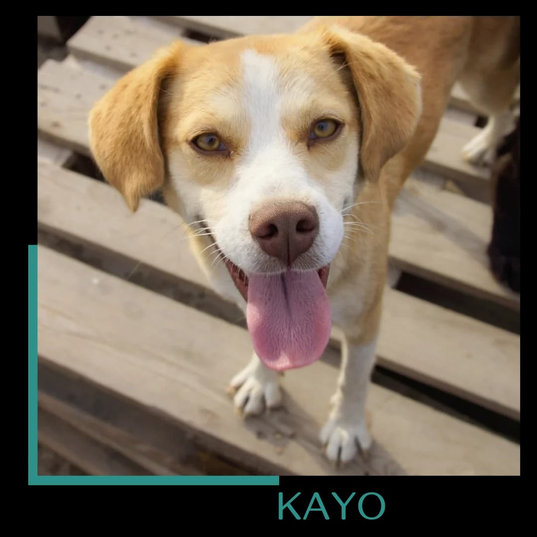 Kayo, male 3yo Mixed Breed for adoption at Tiernothilfe Zweite Chance e.V., Bitterfeld - Wolfen