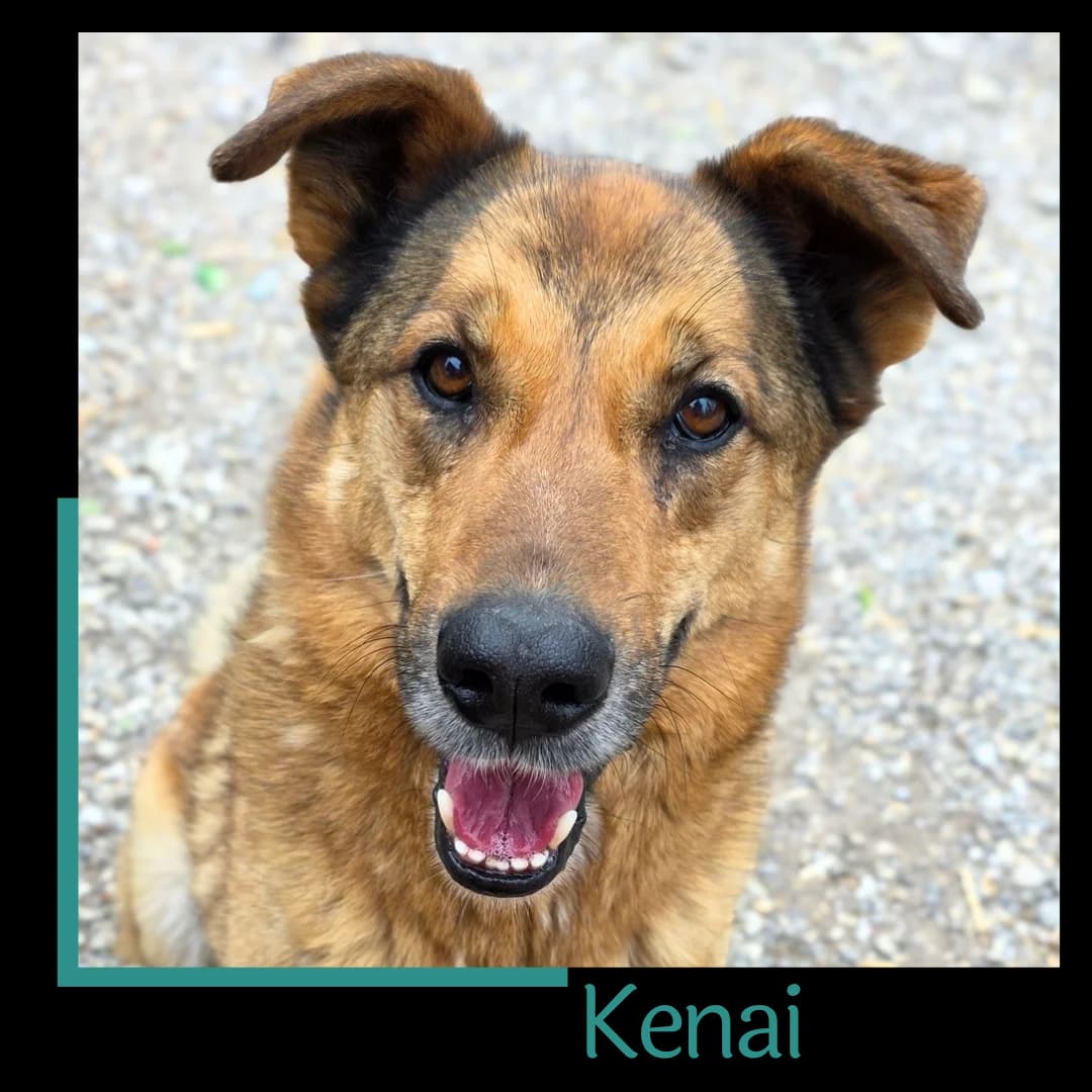 Kenai, male 6yo Mixed Breed for adoption at Tiernothilfe Zweite Chance e.V., Bitterfeld - Wolfen