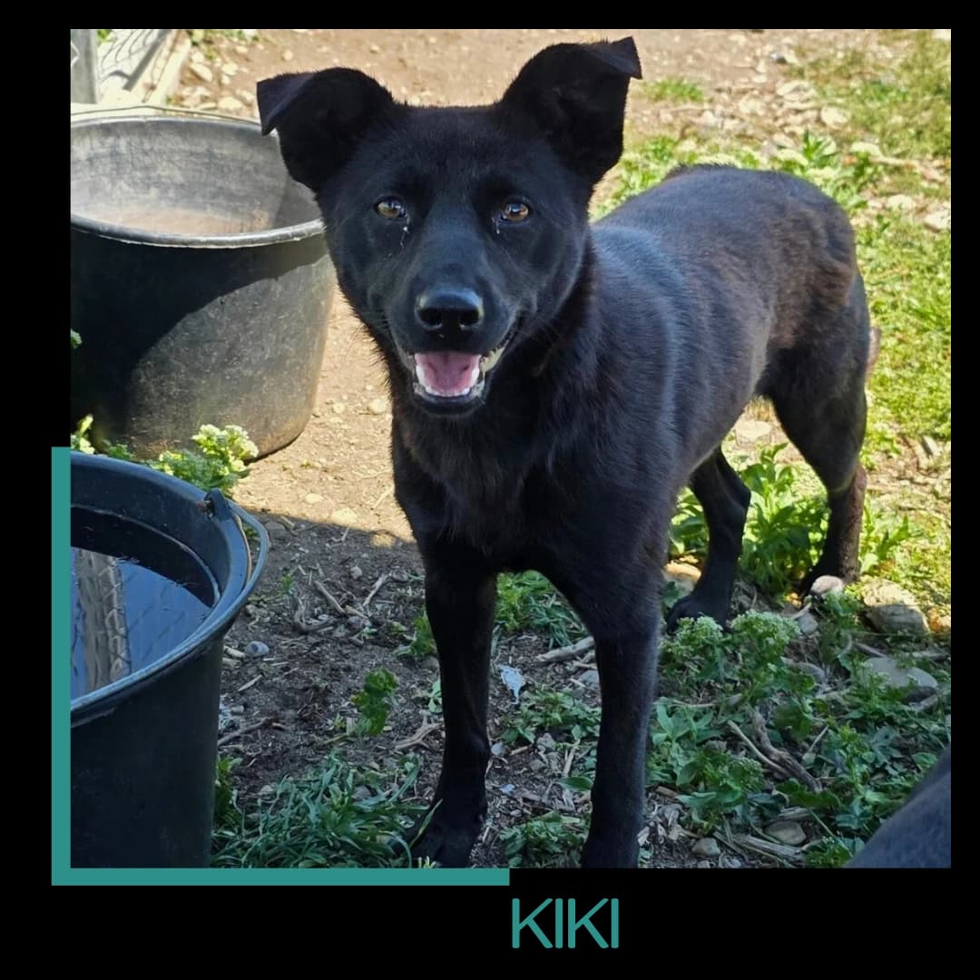 Kiki, female young Mixed Breed for adoption at Tiernothilfe Zweite Chance e.V., Bitterfeld - Wolfen