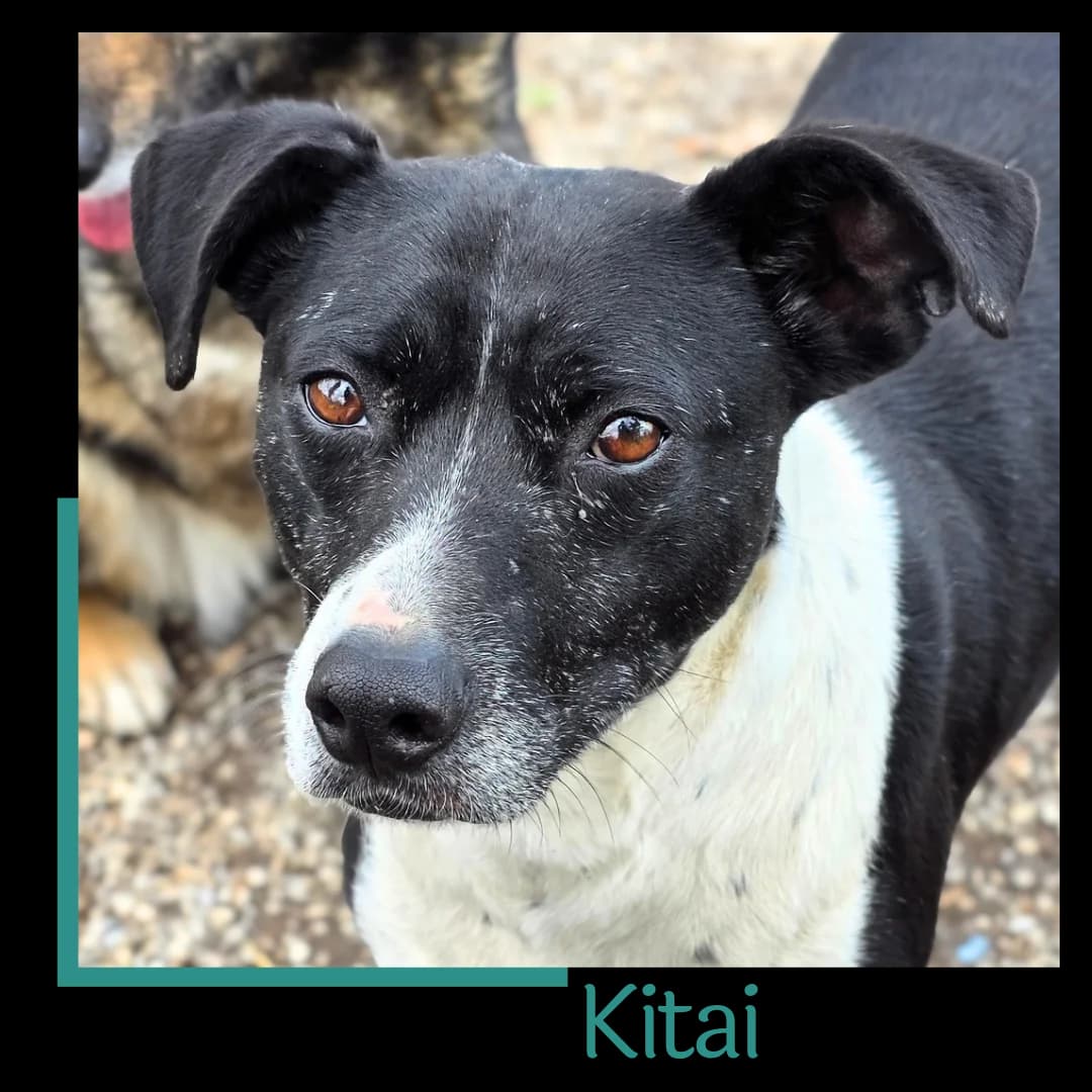 Kitai, male 3yo Mixed Breed for adoption at Tiernothilfe Zweite Chance e.V., Bitterfeld - Wolfen