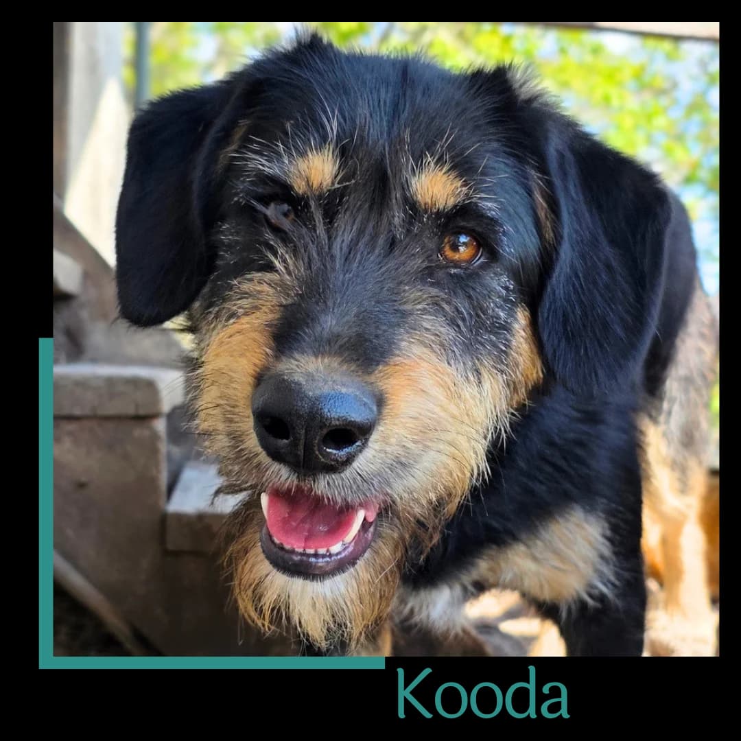 Kooda, male Mixed Breed for adoption at Tiernothilfe Zweite Chance e.V., Bitterfeld - Wolfen