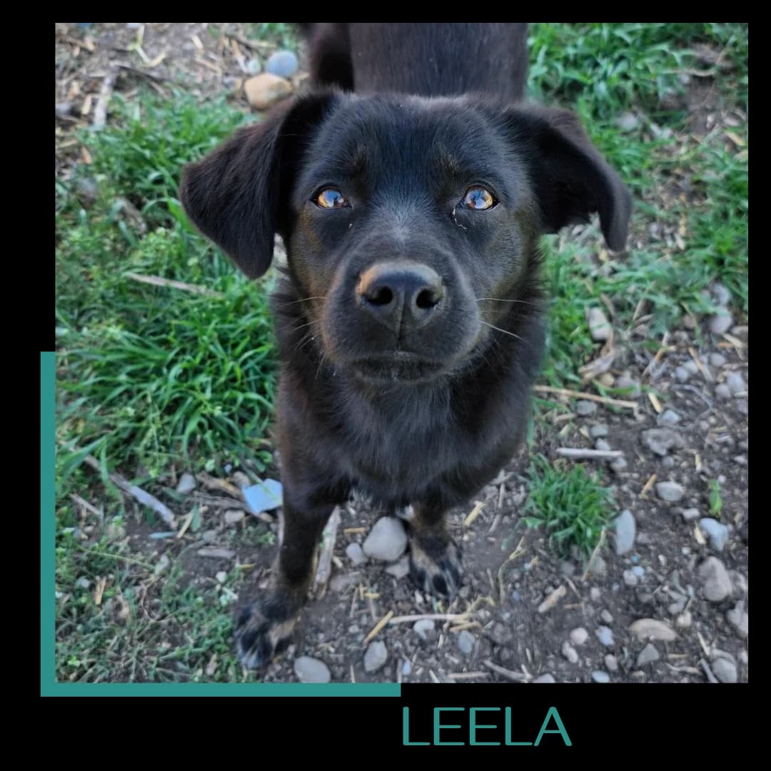 LEELA, female young Mixed Breed for adoption at Tiernothilfe Zweite Chance e.V., Bitterfeld - Wolfen