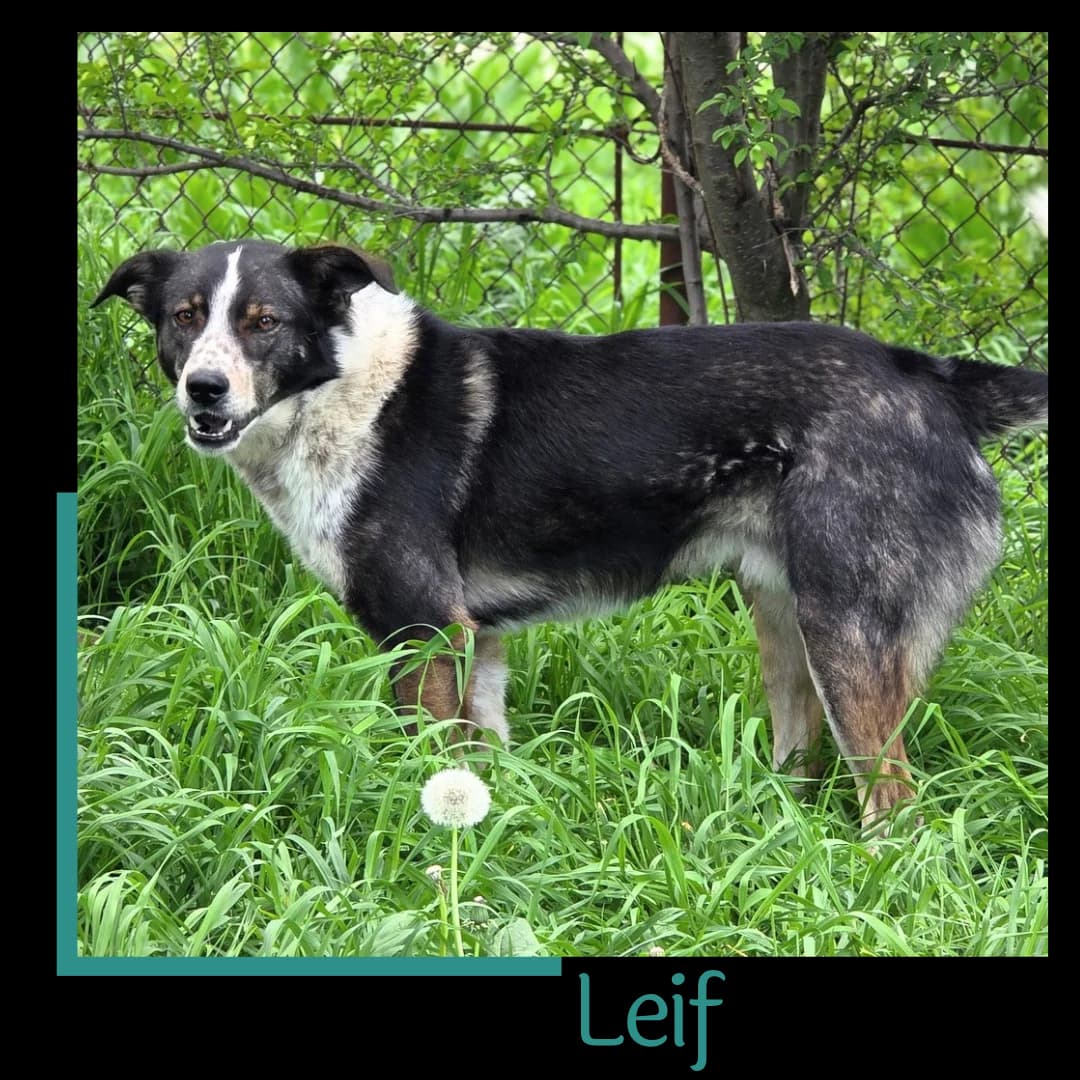 Leif, male 7yo Mixed Breed for adoption at Tiernothilfe Zweite Chance e.V., Bitterfeld - Wolfen