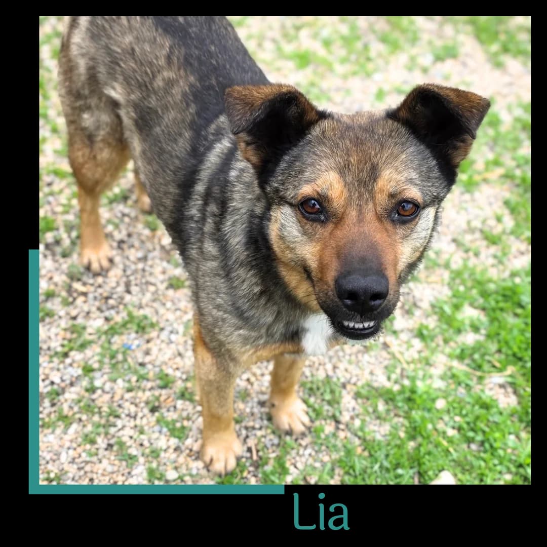Lia, female 5yo Mixed Breed for adoption at Tiernothilfe Zweite Chance e.V., Bitterfeld - Wolfen