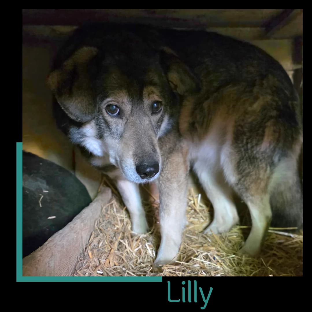 LILLY, female senior Mixed Breed for adoption at Tiernothilfe Zweite Chance e.V., Bitterfeld - Wolfen