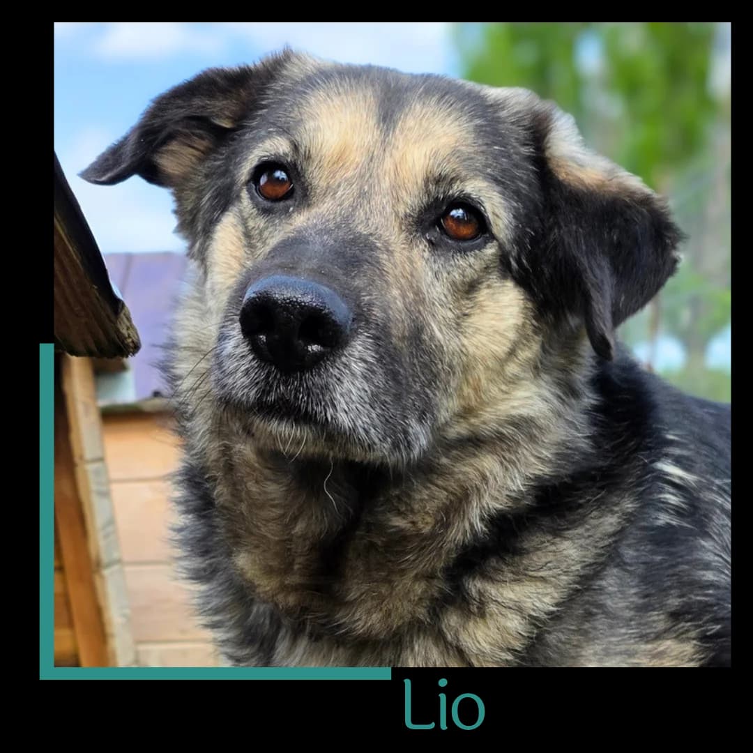 Lio, male 7yo Mixed Breed for adoption at Tiernothilfe Zweite Chance e.V., Bitterfeld - Wolfen