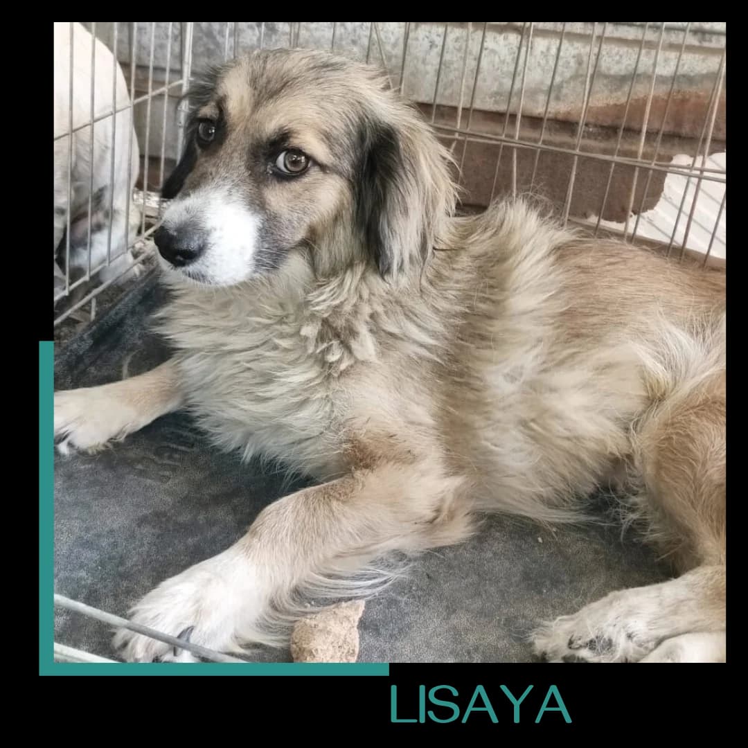 Lisaya, female 5yo Mixed Breed for adoption at Tiernothilfe Zweite Chance e.V., Bitterfeld - Wolfen