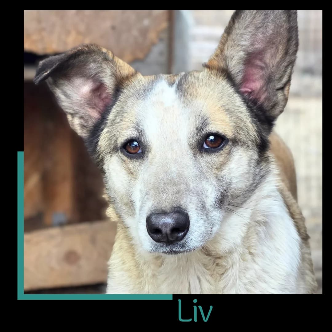Liv, female young Mixed Breed for adoption at Tiernothilfe Zweite Chance e.V., Bitterfeld - Wolfen