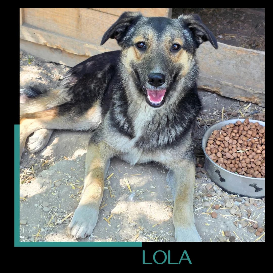 Lola, female young Mixed Breed for adoption at Tiernothilfe Zweite Chance e.V., Bitterfeld - Wolfen