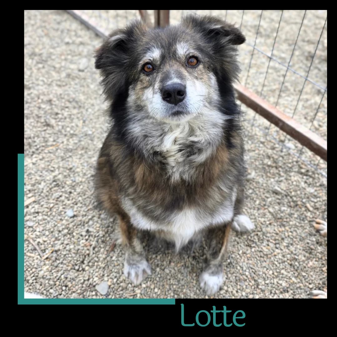 Lotte, female 4yo Mixed Breed for adoption at Tiernothilfe Zweite Chance e.V., Bitterfeld - Wolfen