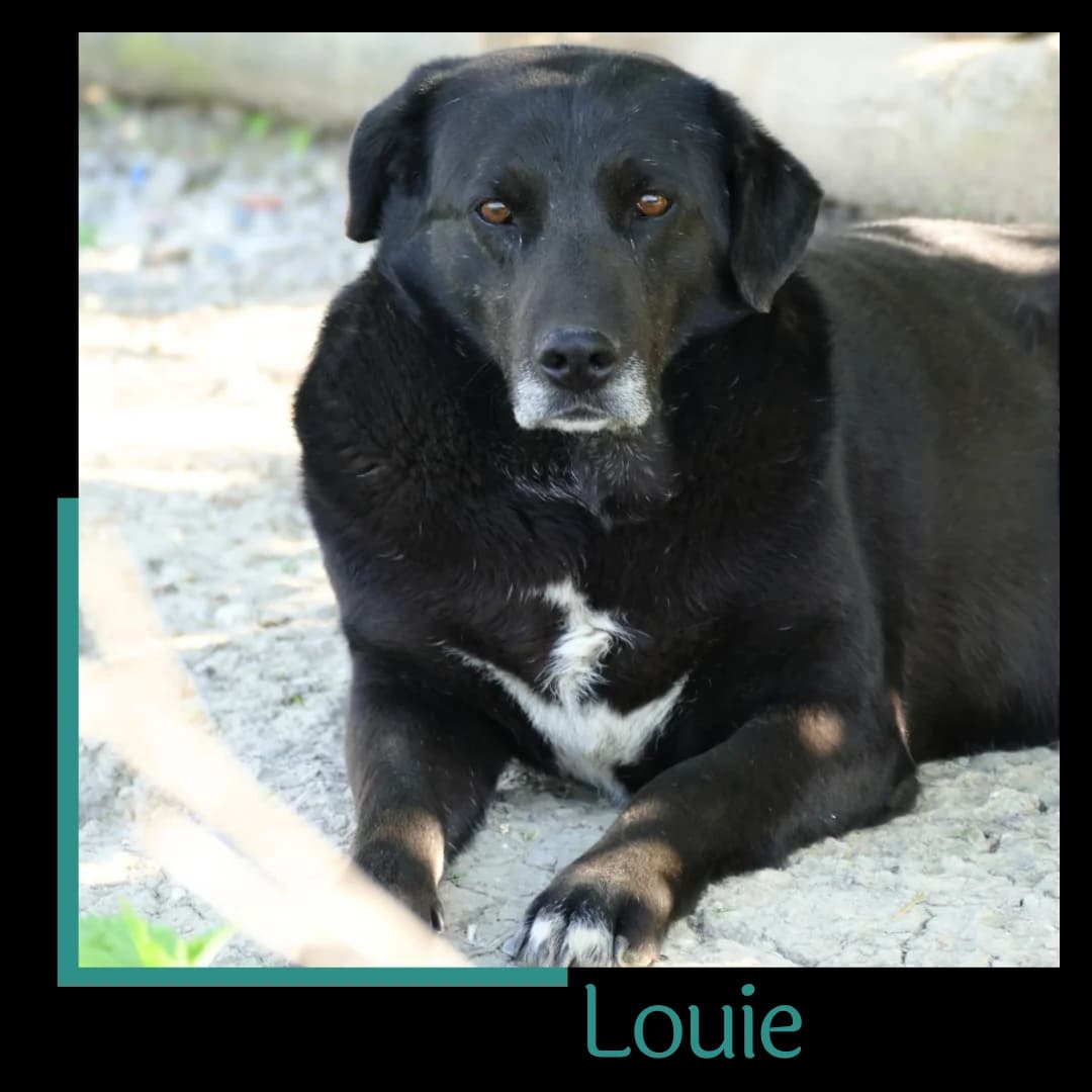 Louie, male 6yo Mixed Breed for adoption at Tiernothilfe Zweite Chance e.V., Bitterfeld - Wolfen