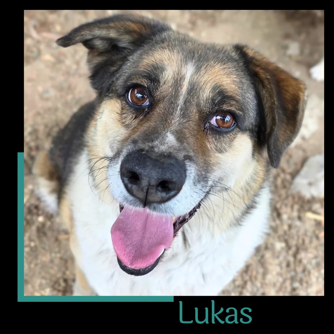 Lukas, male 5yo Mixed Breed for adoption at Tiernothilfe Zweite Chance e.V., Bitterfeld - Wolfen