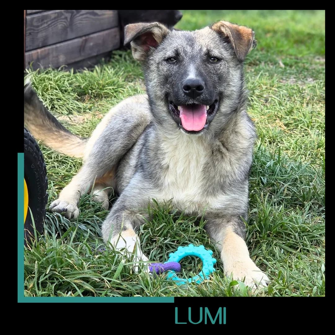 LUMI, female Mixed Breed for adoption at Tiernothilfe Zweite Chance e.V., Bitterfeld - Wolfen
